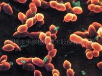 拓维检测饲料中微生物检测