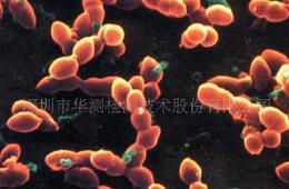 拓维检测饲料中微生物检测
