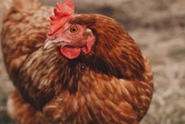 禽肉检测