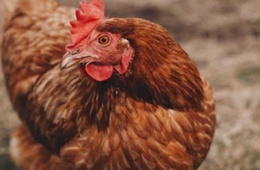 禽肉检测