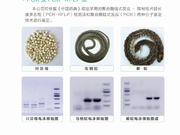 中药材DNA条形码鉴别