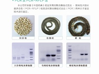 中药材DNA条形码鉴别