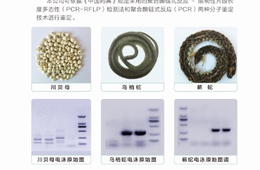 中药材DNA条形码鉴别