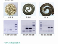常规检测项目——DNA分子鉴定技术