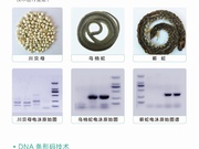 DNA分子鉴定技术