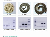 DNA分子鉴定技术