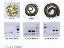 DNA分子鉴定技术