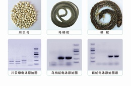 DNA分子鉴定技术