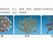 中药材鉴别