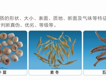 中药材鉴别