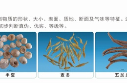 中药材鉴别
