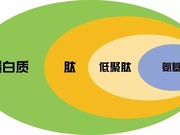 蛋白分子量检测