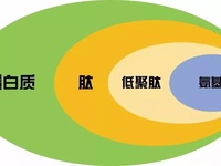 蛋白分子量检测