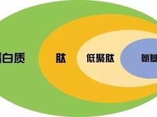蛋白分子量检测