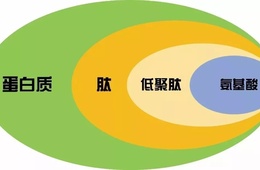 蛋白分子量检测