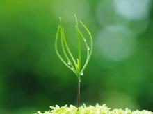 植物领域科研服务_植物营养成分分析