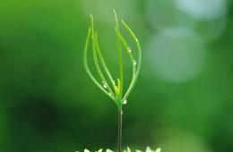 植物领域科研服务_植物营养成分分析
