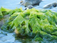 甘露醇含量测定|海藻/食品中甘露醇含量检测