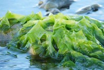 甘露醇含量测定|海藻/食品中甘露醇含量检测