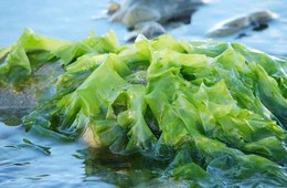 甘露醇含量测定|海藻/食品中甘露醇含量检测