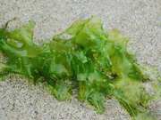 藻粉岩藻黄素检测