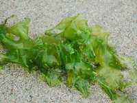 藻粉岩藻黄素检测