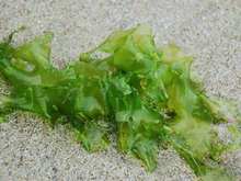 藻粉岩藻黄素检测