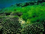 藻类中营养成分的检测