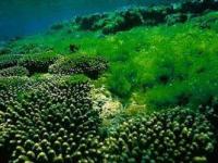 藻类中营养成分的检测