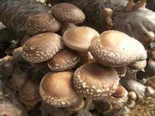 食用菌中营养成分的检测