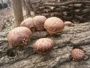 食用菌中重金属农药残留生物毒素的检测