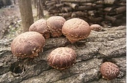 食用菌中重金属农药残留生物毒素的检测