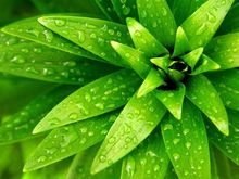 叶片中植物激素的检测
