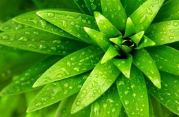 叶片中植物激素的检测