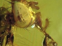 生物痕量元素检测