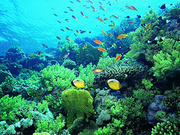 海洋生物活性物质检测