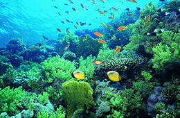 海洋生物活性物质检测