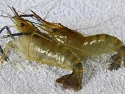 河虾检测报告，专业河虾第三方检测机构