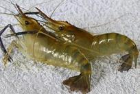 河虾检测报告，专业河虾第三方检测机构