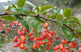 山茱萸苷检测机构，专业第三方植物提取物检测机构