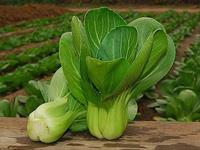 油菜检测机构，第三方油菜检测单位