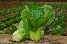 油菜检测机构，第三方油菜检测单位