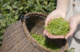 茶叶农药残留