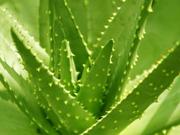 芦荟大黄素检测