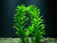 藻类活性物质检测