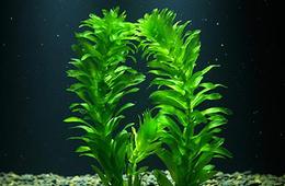 藻类活性物质检测