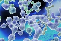 生物碱类物质分析 风味物质分析