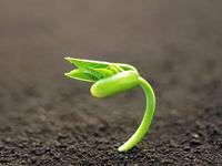 植物激素提取液相检测