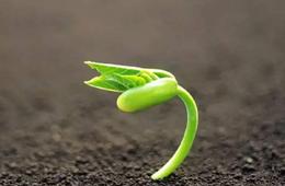 植物激素提取液相检测