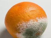 水果中展青霉素含量检测